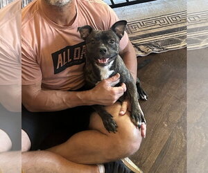 French Bulldog-Staffordshire Bull Terrier Mix Dogs for adoption in Phoenix, AZ, USA
