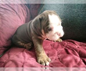 Olde English Bulldogge Puppy for sale in FREDERICKTOWN, OH, USA