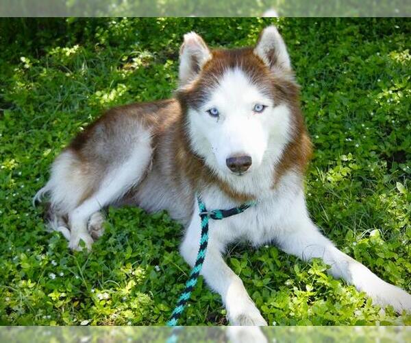 Medium Photo #1 Siberian Husky Puppy For Sale in Tallahassee, FL, USA