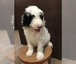 Small Photo #2 Sheepadoodle Puppy For Sale in WASHINGTON, IA, USA