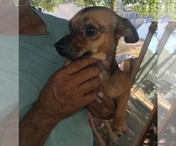 Medium Photo #1 Chihuahua-Unknown Mix Puppy For Sale in Grafton, WI, USA