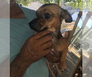 Chihuahua-Unknown Mix Dogs for adoption in Grafton, WI, USA