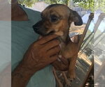 SPONSOR OR FOSTER ME - Nacho - Male Chihuahua-Unknown Mix Dog for Adoption - Small photo