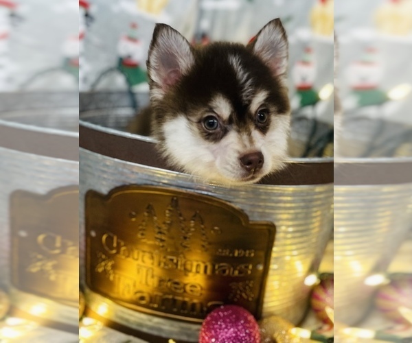 Medium Photo #6 Pomsky Puppy For Sale in CINCINNATI, OH, USA