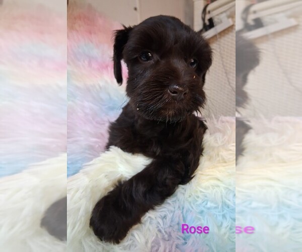 Medium Photo #1 Schnoodle (Miniature) Puppy For Sale in ELLISVILLE, MS, USA