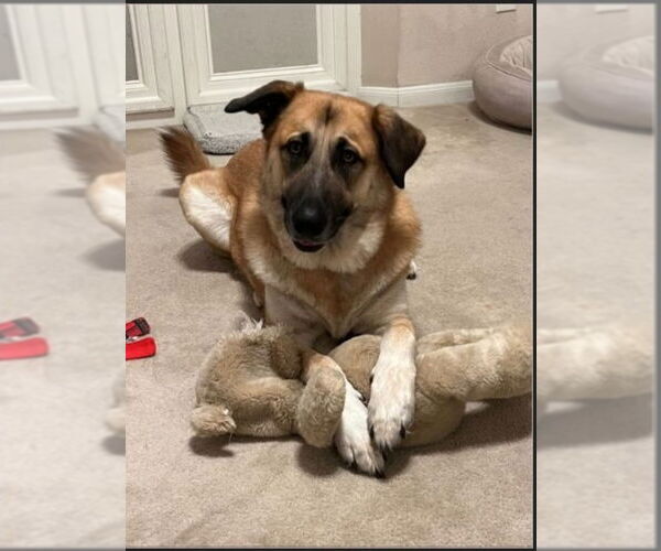 Medium Photo #1 German Shepherd Dog-Great Pyrenees Mix Puppy For Sale in Winston Salem, NC, USA