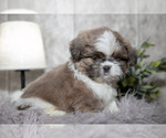 Small Photo #3 Shih Tzu Puppy For Sale in CLARE, MI, USA