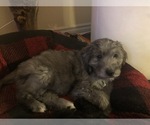 Small #23 Aussiedoodle-Poodle (Standard) Mix