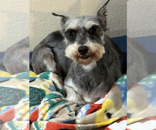 Medium Photo #2 - Mix Puppy For Sale in Sioux Falls, SD, USA