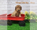 Puppy AKC Orange Coll Poodle (Standard)