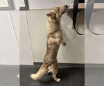 Small #6 Siberian Husky