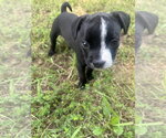 Small #1 Miniature Schnauzer Mix