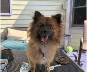 Medium Pomeranian