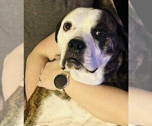 Amos - Male American Pit Bull Terrier-Unknown Mix Dog for Adoption - Photo #5