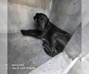 Labrador Retriever-Unknown Mix Dogs for adoption in San Antonio, TX, USA