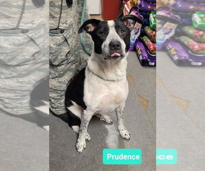 Prudence - Female Borador Dog for Adoption - Photo #4
