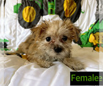 Small Photo #3 Morkie Puppy For Sale in AMSTERDAM, MO, USA
