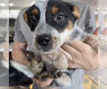 Small Australian Cattle Dog