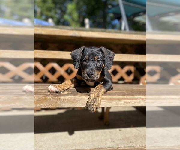 Medium Photo #14 Mutt Puppy For Sale in Mooresville, NC, USA