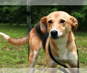 Feist Terrier-German Shepherd Dog Mix Dogs for adoption in Attalka, AL, USA