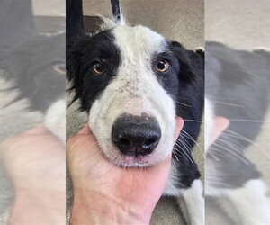 Border Collie Dogs for adoption in San Bernardino, CA, USA