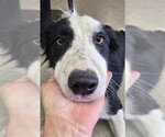 ROREY - Male Border Collie Dog for Adoption - Small photo