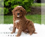 Small #4 Poodle (Miniature)