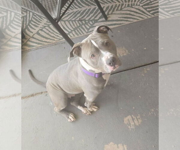 Medium Photo #1 American Pit Bull Terrier Puppy For Sale in phoenix, AZ, USA