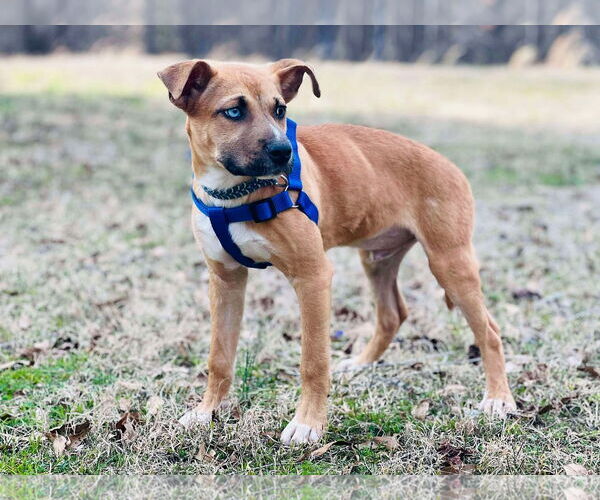 Medium Photo #3 Mutt Puppy For Sale in Shelburne, VT, USA