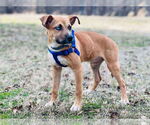 Small #2 Mutt
