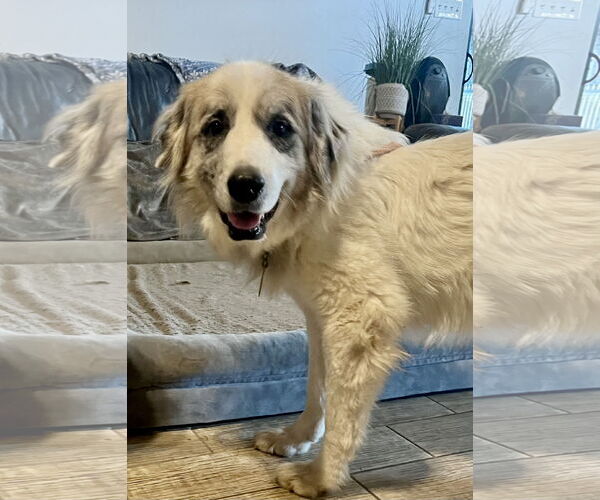 Medium Photo #4 Great Pyrenees Puppy For Sale in Spring, TX, USA