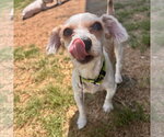 Small #1 Maltese Mix