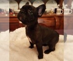 Small Photo #4 French Bulldog Puppy For Sale in LAKE BUTLER, FL, USA