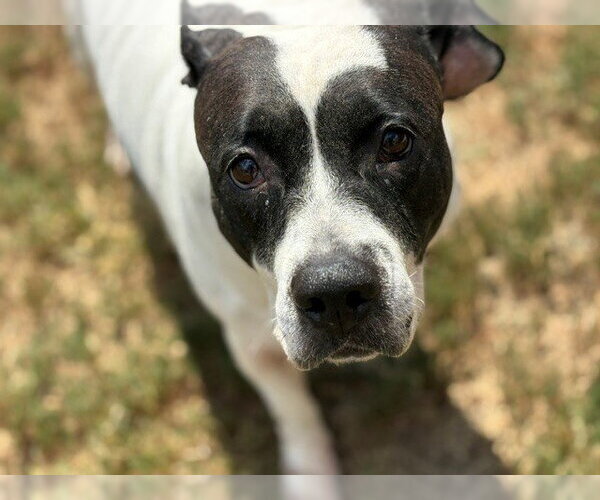 Medium Photo #2 Mutt Puppy For Sale in Tulsa, OK, USA