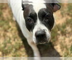 Small #1 Mutt