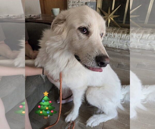 Medium Photo #3 Great Pyrenees-Unknown Mix Puppy For Sale in Spring, TX, USA