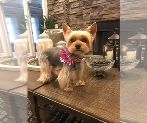 Yorkshire Terrier Puppy for sale in CHATTANOOGA, TN, USA