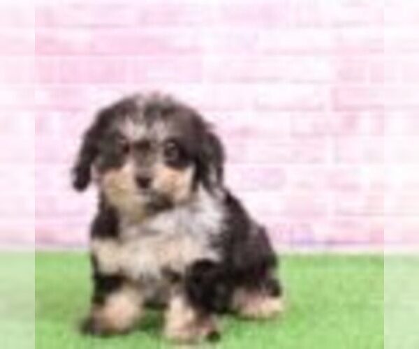 Medium Photo #2 Dachshund-Poodle (Standard) Mix Puppy For Sale in BEL AIR, MD, USA