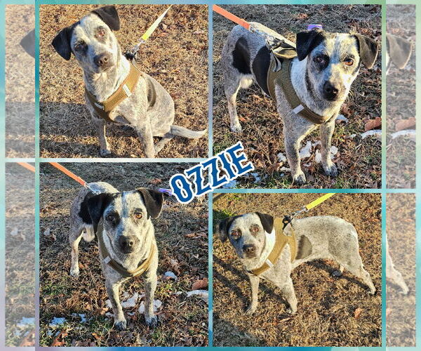 Medium Photo #2 Beagle-Unknown Mix Puppy For Sale in Blacksburg, SC, USA