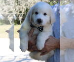 Small #1 Great Pyrenees Mix