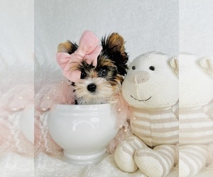 Biewer Terrier Puppy for sale in WEST PALM BEACH, FL, USA