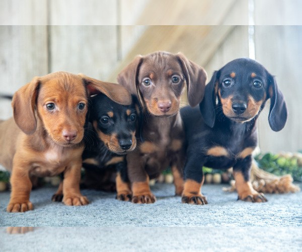 Medium Photo #1 Dachshund Puppy For Sale in GREENWICH, OH, USA