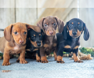 Dachshund Litter for sale in GREENWICH, OH, USA