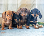 Image preview for Ad Listing. Nickname: Litter of 4