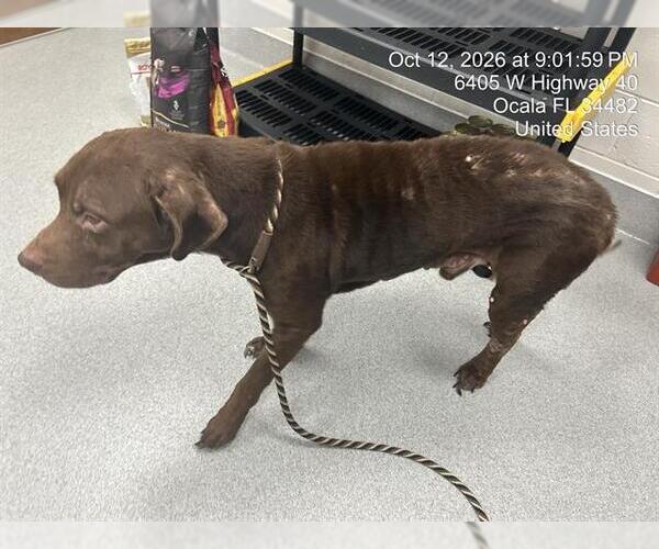 Medium Photo #1 Labrador Retriever Puppy For Sale in Ocala, FL, USA