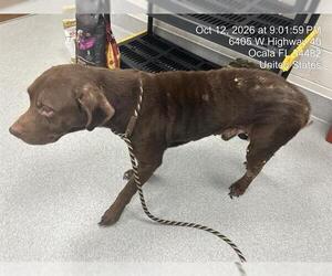 Labrador Retriever Dogs for adoption in Ocala, FL, USA