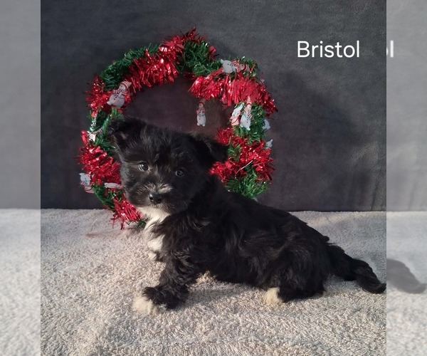 Medium Photo #2 Yo-Chon Puppy For Sale in MOUNT PLEASANT, MI, USA