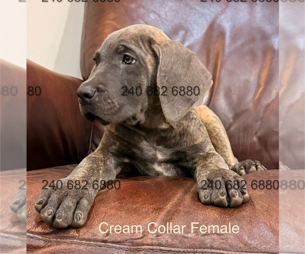 Medium Photo #3 Cane Corso Puppy For Sale in LA PLATA, MD, USA