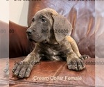 Small Photo #13 Cane Corso Puppy For Sale in LA PLATA, MD, USA