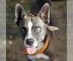 Small Akita Mix